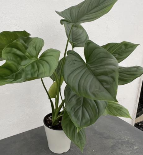 Homalomena ‘Pewter Dream’ – هومالومينا بيوتر دريم