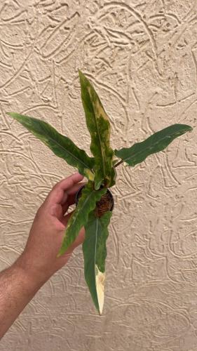 Alocasia Lauterbachiana Variegated – ألوكاسيا لوترباتشيانا فرقيتد