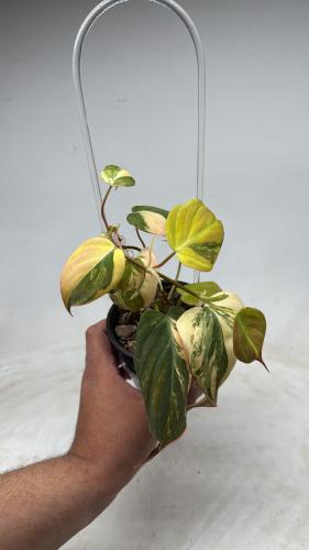Philodendron Micans Variegated Pink – فيلوديندرون ميكانز فاريغيتد بينك
