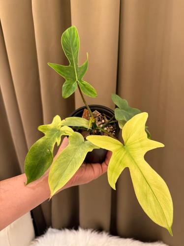 فيلوديندرون فلوريدا قوست - Philodendron Florida Ghost