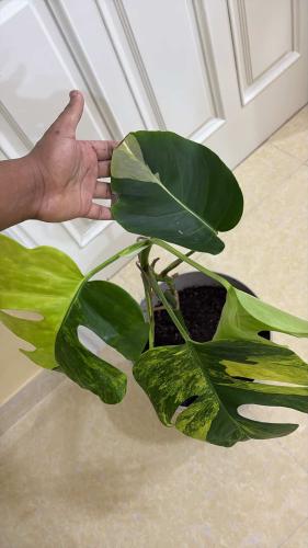 Monstera Deliciosa Aurea Variegated - مونستيرا ديل...