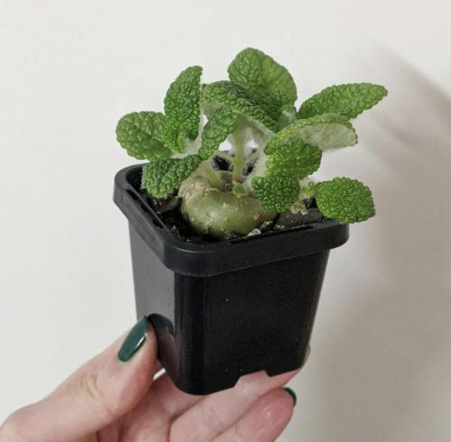 Sinningia bullata Emerald Forest -  سِنينجيا بولاتا الغابة الزمردية