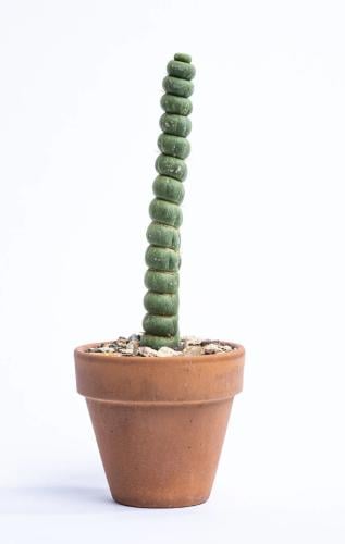 Eulychnia castanea spiralis