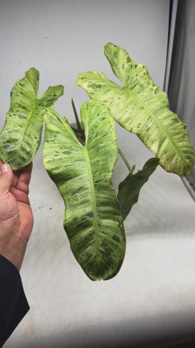 Philodendron Paraiso Verde - فيلوديندرون بارايسو فيردي