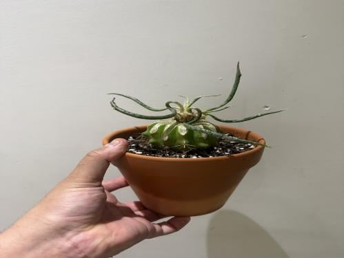 Astrophytum caput-medusae