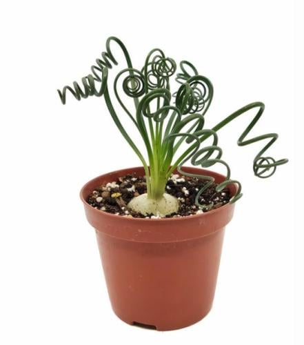 Albuca spiralis - البوكا الحلزونية