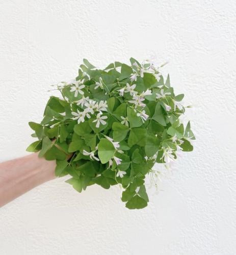 Oxalis Triangularis Green اوكساليس المثلث الأخضر