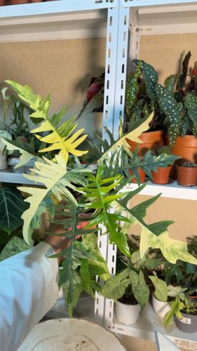 Philodendron Florida Beauty x Tortum Variegated – فيلوديندرون فلوريدا بيوتي × تورتم فرقيتد