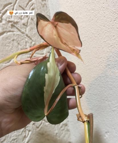 Philodendron Cream Pink Splash – فيلوديندرون كريم بينك سبلاش