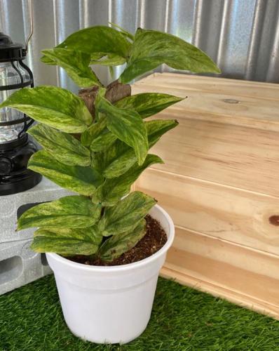 Rhaphidophora Korthalsii Variegated-رافيدوفورا كورثالسيه فرقيتد