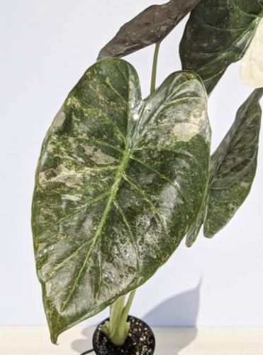 Alocasia Wentii ‘Silver Splash’ – ألوكاسيا وينتي سيلفر سبلاش