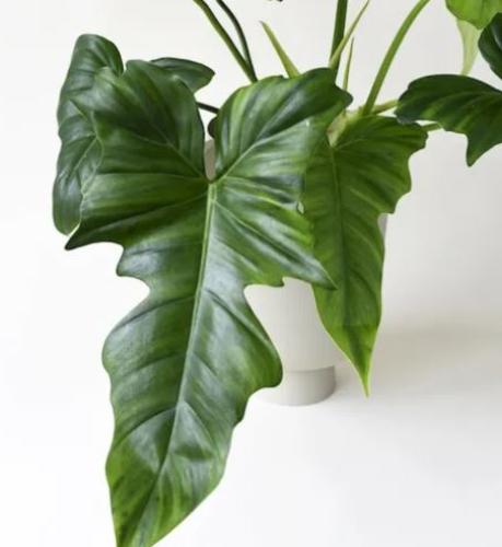 Philodendron Green Dragon- فيلدرورون التنين الأخضر