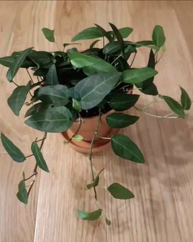 Hedera helix 'Mein Herz' - هيديرا هيليكس 'مين هيرز'