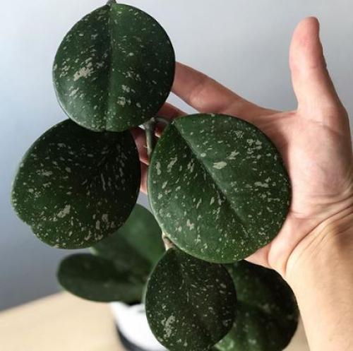 صورة لنفس فصيلة النبتة المعروضة لكن بعد ما تكبر