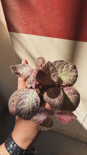 Pink Princess Episcia Strawberry Mist – إبسيشيا فراولة ميست الوردية