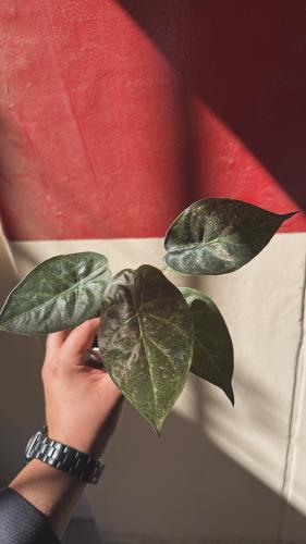 Alocasia Wentii Pink Variegated – ألوكاسيا وينتي وردية فرقيتد