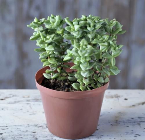 كراسولا روبستريس - Crassula rupestris