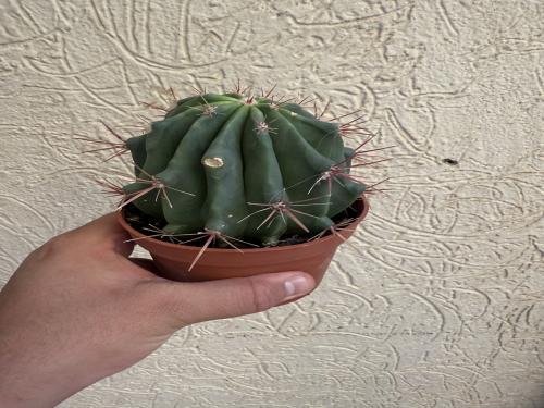 Ferocactus Histrix-صبّار البرميل المكسيكي