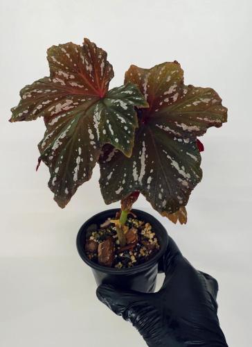 Begonia Sophie Cecile - بيجونيا صوفي سيسيل