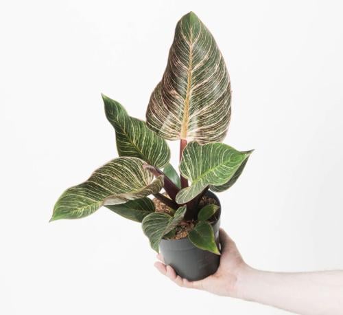 Philodendron birkin Pink - فيلوديندرون بيركين وردي