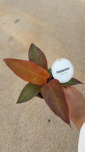 Philodendron ‘Sun Red’ – فيلوديندرون صن رد