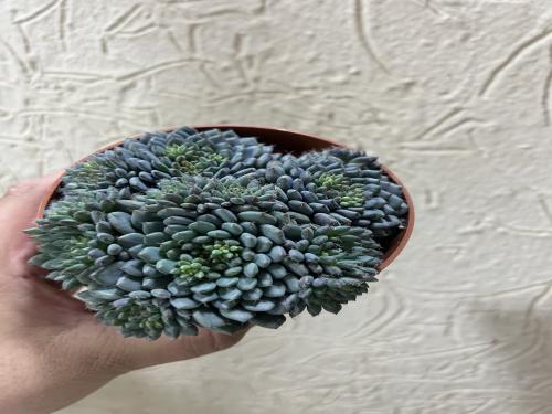 Sinocrassula yunnanensis – سينوكرسولا يونانينسيس