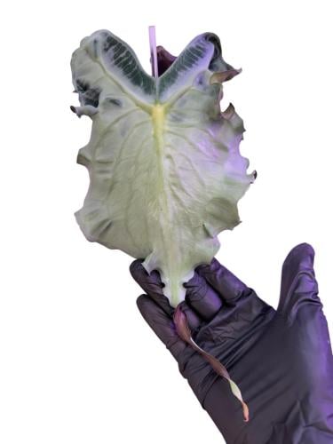 Alocasia Venom - ألوكاسيا فينوم