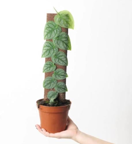 مونستيرا دوبيا - Monstera dubia