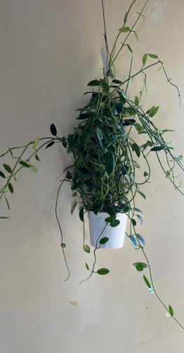 Hoya Coronaria Red - هويا كوروناريا الحمراء