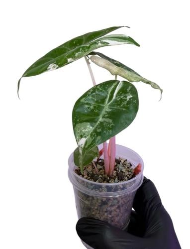 Alocasia Pink Dragon Pink Variegated – ألوكاسيا بينك دراجون بينك فرقيتد