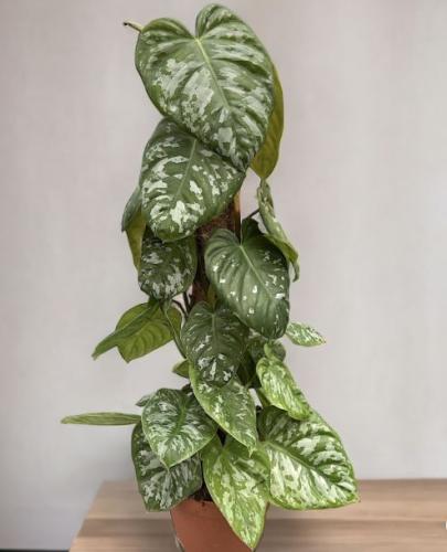 Philodendron Brandtianum Wild Form - فيلوديندرون براندتيانوم وايلد فورم