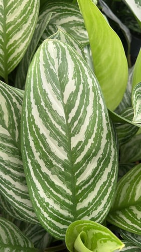 Aglaonema Stripes – أجلونيما المخطط