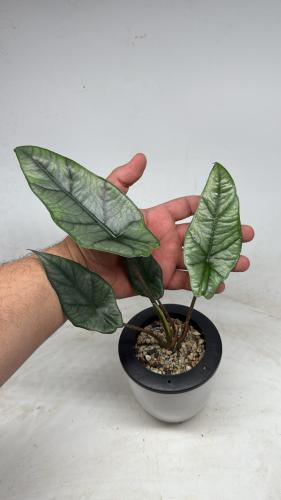 Alocasia Heterophylla ‘Metallic Blue’ – ألوكاسيا هيتروفايلا ميتاليك بلو
