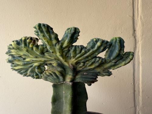 Martello crestata varigated - ارتيلو كريستاتا فارق...