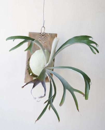 Staghorn Fern - سرخس قرن الغزال في لوح خشبي