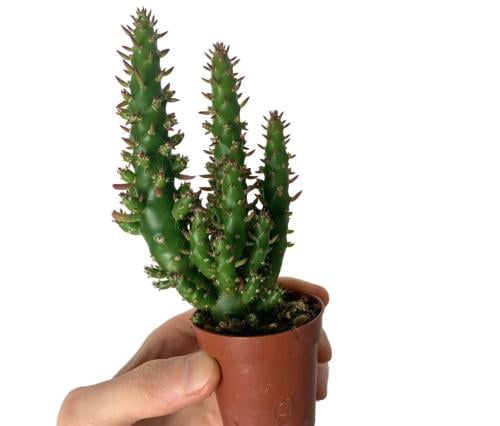 Austrocylindropuntia subulata