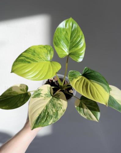 Homalomena Rubescens Variegated - هومالومينا روبيسينس فرقيتد