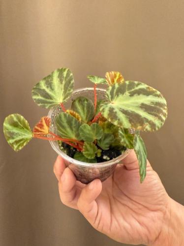 Begonia beijnenii - بيجونيا بيجنيني