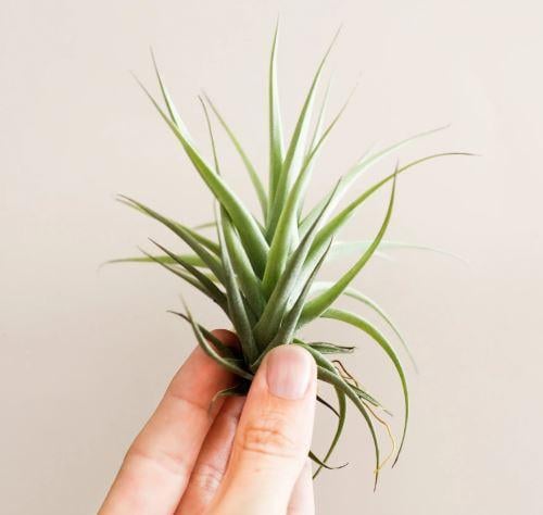 Tillandsia  Aeranthos - تيلاندسيا ايرانثوس
