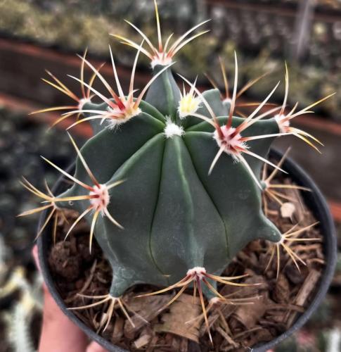 Ferocactus histrix — فيروكاكتوس هستركس