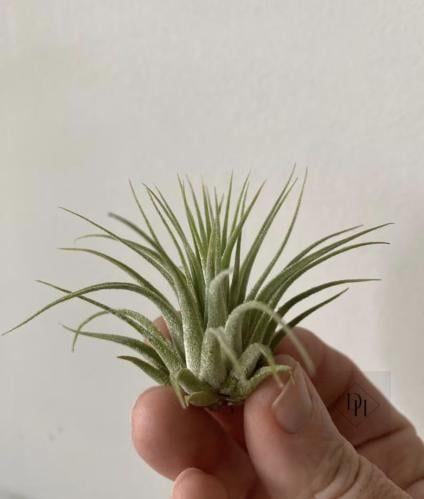 Tillandsia ionantha scaposa – تيلاندسيا أيونانثا سكابوزا