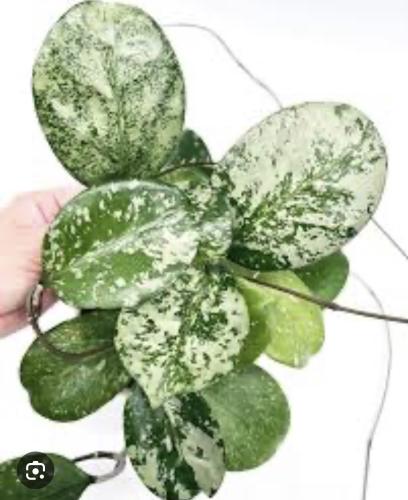 Hoya Michele Silver - هويا ميشيل سيلفر