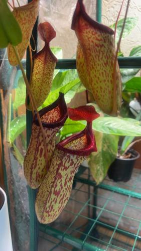 Nepenthes  Maxima - نيبنتيس ماكسيما