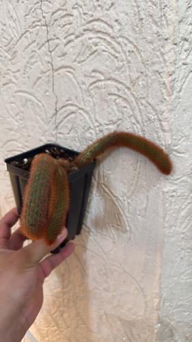 Cleistocactus Winteri (Red Monkey Tail)
