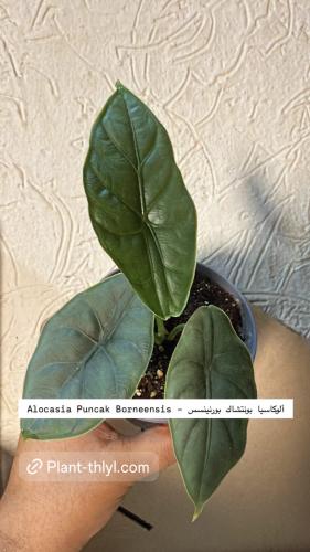 Alocasia Puncak Borneensis – ألوكاسيا بونتشاك بورنينسس