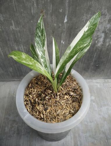 Rhaphidophora Megasperma Variegated - رافيدوفورا ميجاسبيرما فرقيتد