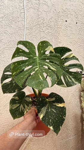Monstera Thai Constellation - مونستيرا كونستليشن ت...