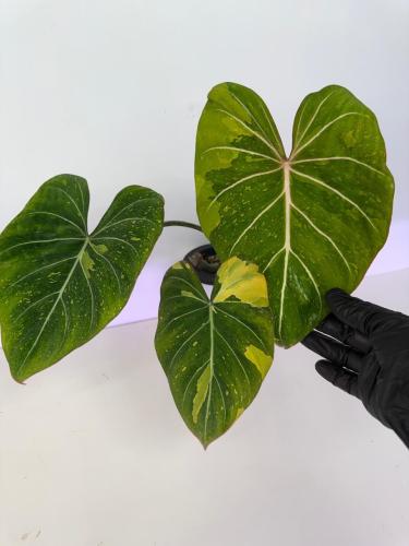 Philodendron Gloriosum Variegated – فيلوديندرون جلوريوسوم فرقيتد