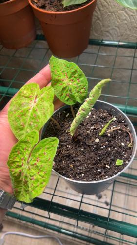 Caladium Miss Muffet - Angel Wings