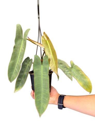 Philodendron Atabapoense - فيلوديندرون أتابابوينسي